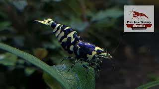 Caridina Purple Metallic beautiful female shrimp