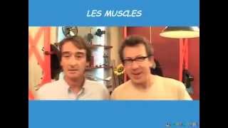 Les muscles