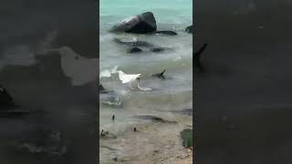 Bird catching the fish / jeddah sea side / Saudi Arabia