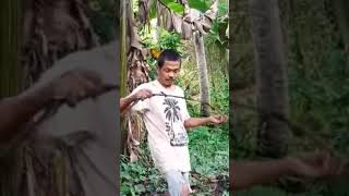 ASMR DRIED BANANA LEAVES PROVINCE LIFE