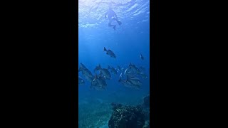 Dreaming at Sunset Reef: East End Grand Cayman