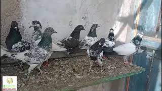 Sialkoti Kabootar | Teddy Kabootar | Aqeel Pigeon Master |