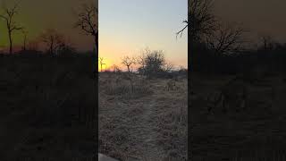 Sunset yoga stretch #wildlife #krugernationalpark #lion #animals #wildlife #cat #bigcat #nature