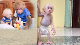 Baby monkey sadly waiting for Bibi!!