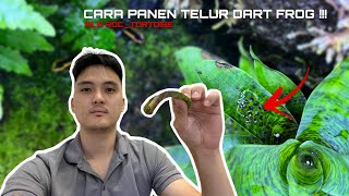 CARA PANEN TELUR DART FROG / PANEN TELUR KODOK / HOW TO HARVEST DART FROG EGGS