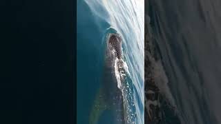 Captan tiburón ballena de Costa Esmeralda