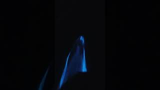 Bioluminescent dolphins! Filmed aboard Newport Coastal Adventure