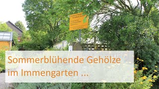 Sommerblühende GEHÖLZE in meinem Immengarten