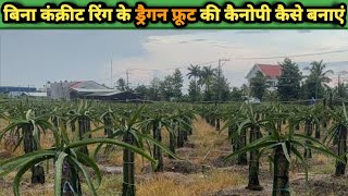 How to make dragon fruit plants canopy without ring system #dragon_fruit #pitaya