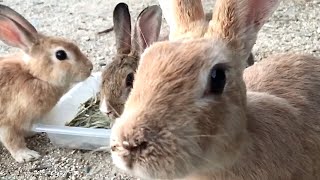 Rabbit telling a human that it was very surprised