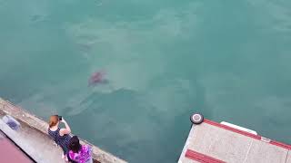 Sting Rays in Wellington Waterfront