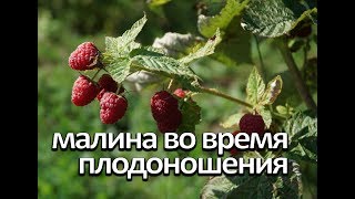 Малина во время плодоношения. Что нужно малине во время плодоношения.