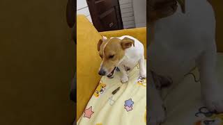 #shortvideo #trending #viral #doglover