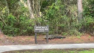 Alligator - Murrells Inlet, SC - Huntington Beach State Park