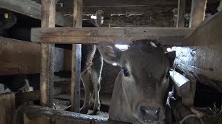 В гостях у семьи Главинских село Чамча Ленского района. Якутия.