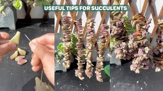 Useful Tips for Succulents | #succulents #suculentas #다육