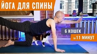 6 КОШЕК ДЛЯ ЗДОРОВЬЯ СПИНЫ на каждый день! | Йога для начинающих | Йогатерапия