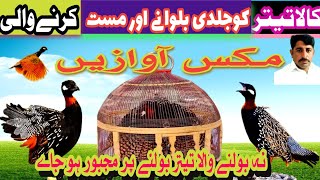 Teetar ko Jaldi bulani aur Masti men lane wali Awaz تیتر کو جلدی بلانے اور مستی میں لانے والی آواز