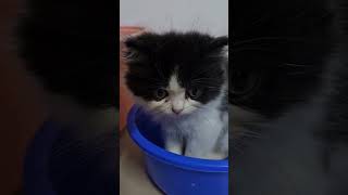 persian kitten Minnu x Chunnu #persiancat #catlover #funnycats #youtubeshorts #kittencare