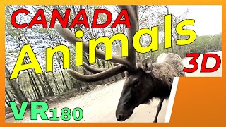 VR180 3D 4K | Animals in virtual reality | Nature Space in VR | Oculus Quest Meta