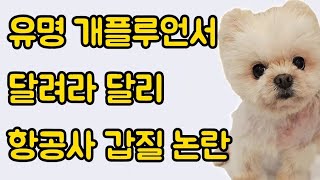 개플루언서 달려라달리 비행기 논란 정리