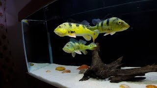 Atualização Aquário jumbo e Nano tank