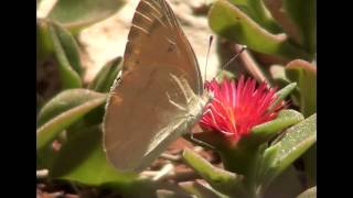 Colotis fausta |  Large Salmon Arab Eat nectar from flower לבנין הצלף |