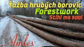 Super výkon v hrubých boroviciach 💪 Začíname 800 m³ porast, Amles, Stihl ms 500i, Forestwork, Zetor.