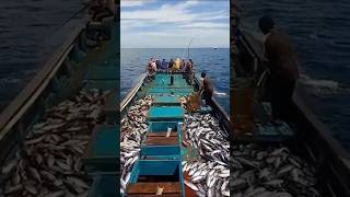 ikan cakalang #shorts #closertv #vidioviral