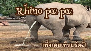 rhino pees!!แร่ดฉี่!