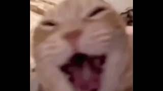 Cat Laughing ( Кот смеётся )