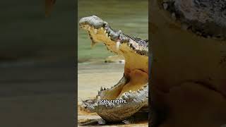 American Alligators: Everglades Wild Facts! #travel, #Everglades, #shorts