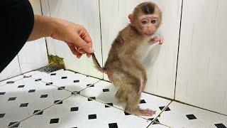 Mother teaches baby monkey Tina to go to the toilet by herself