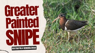 Greater Painted-Snipe - Rostratula benghalensis #birds #trending