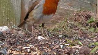 Garden Birds feeding (spring)