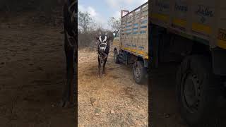 King Jallikattu #youtubeshorts #shortvideo #2024 #viral