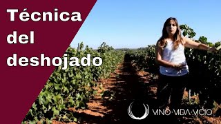 Técnica del deshojado | Foliar | 🍇Viña variedad Parellada de Bodegas Romales | Cava de Almendralejo