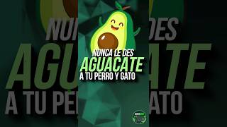 NUNCA le des AGUACATE A TU PERRO Y GATO 🐕🐈. #animales #gatos #perros #aguacate #animalestiernos