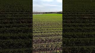 Riego con multicompuertas en alfalfa #ganaderiamexicana #agriculture #alfalfa