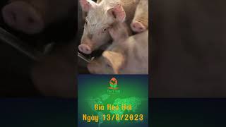 Giá Heo Hơi Ngày 13/8/2023 #animals #shorts   #thuocthuy  #xuhuong  #pig #channuoi  #chicken