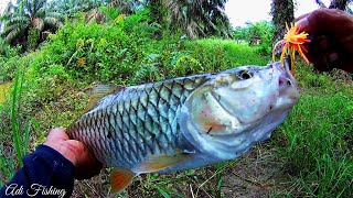 SAMBERAN IKAN HAMPALA BESAR BUAT SAYA PANIK