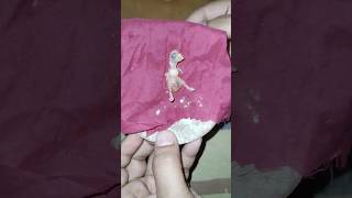 Fisher new born baby #birds #shortvideo #shorts #shortsfeed  #babybird #viralshort