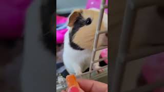 Guinea Pigs Raisinette and Goober weaking for carrots