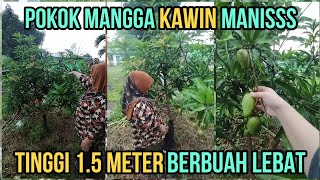 Mama Yang Kawinkan Pokok Mangga Ni Dan Tanam Di Belakang Rumah