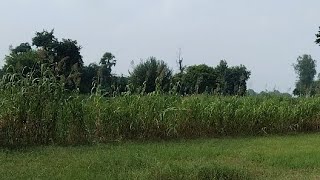 Live : village vlog | couple vlogs | live vlog video | Dj Dk Shahganj vlog || dj dk shahganj