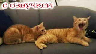 Приколы с котами! Смешные коты С ОЗВУЧКОЙ! Самые смешные животные