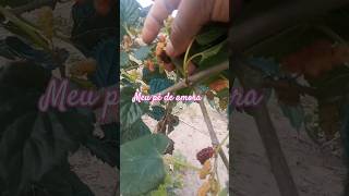 #amora#shortsviral #shortsvideo #fypyoutube #agricultura #fruta