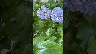 Hydrangeas