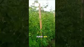 Petani pare ketagihan pupuk naturagen