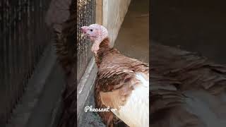 Pheasant or Turkey ?? #turkey #turkeybird #pheasant #birds #zoo